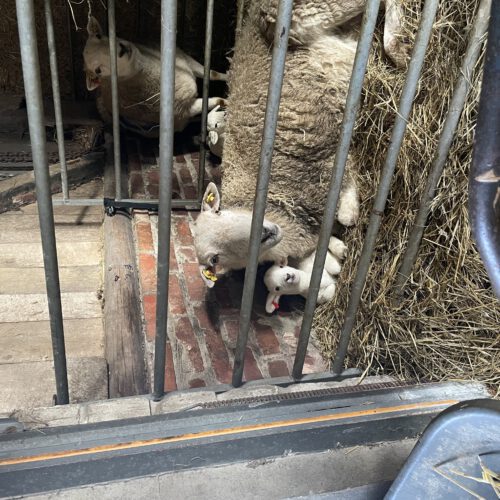 Besuch beim Schäfer